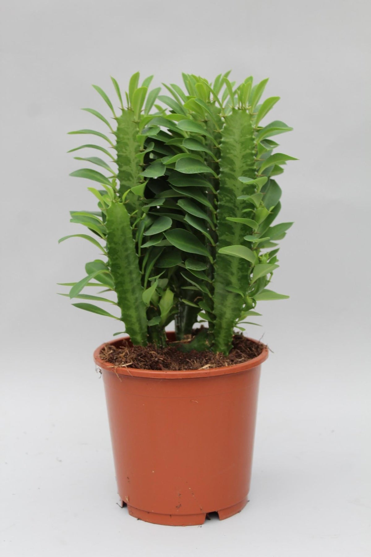 Euphorbia Trigona – Wolfsmilch – Zimmerpflanze – Ø12cm – ↕40cm – Sukkulente – Pflegeleicht & robust – Für hellen Halbschatten 