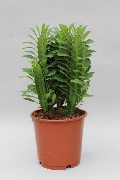 Euphorbia Trigona – Wolfsmilch – Zimmerpflanze – Ø12cm – ↕40cm – Sukkulente – Pflegeleicht & robust – Für hellen Halbschatten 