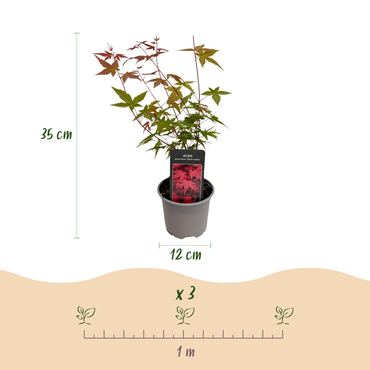 GreenboutiQ - Gartenpflanze - Acer palmatum Tricolour - Rot-Grün-Orange - 3 Pflanzen - Laubabwerfend - Wenig Pflege - Topf 12cm Höhe 35cm 