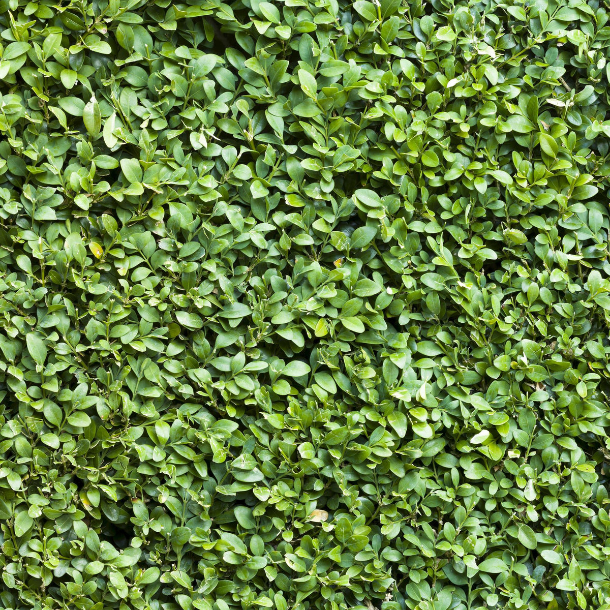 Gewöhnlicher Buchsbaum Buxus sempervirens – Immergrüne Heckenpflanzen – 8 Pflanzen – 1 m – 9 cm Höhe 20–25 cm – Grün – Pflegeleicht 