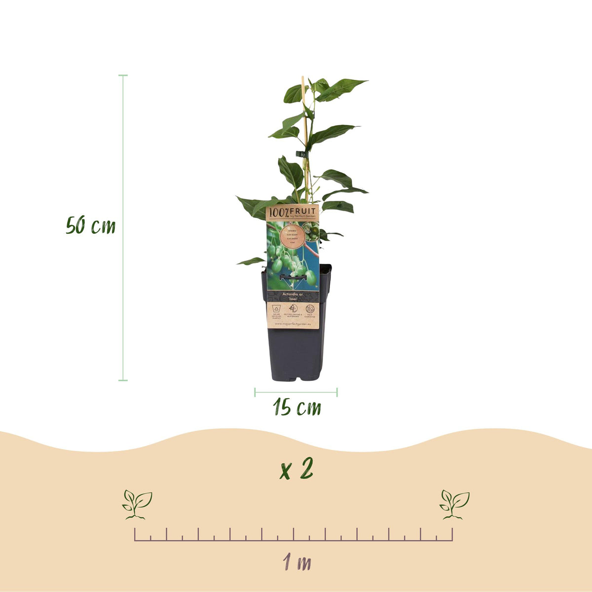 Green boutiQ - Fruit plant - Actinidia arguta Issai - Kiwi plant - Self-pollinating - Green Fruit - 2 Plants - Pot 15cm - Height 50cm 