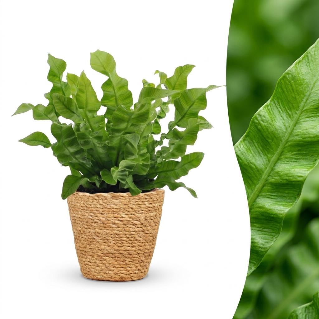 Krauser Wellenfarn 'Crispy Wave' – Asplenium nidus 'Crispy Wave' – Topf Ø12cm – Höhe 30cm – mit Korb