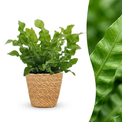 Krauser Wellenfarn 'Crispy Wave' – Asplenium nidus 'Crispy Wave' – Topf Ø12cm – Höhe 30cm – mit Korb