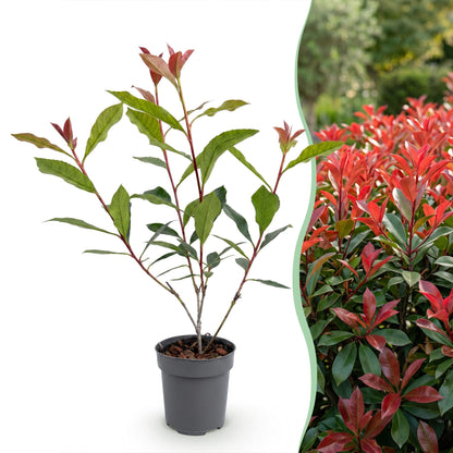 Glanzmispel 'Carré Rouge' – Photinia fraseri 'Carré Rouge' – 16 Heckenpflanzen – Topf Ø9cm – Höhe 25-35cm – Ansicht 3