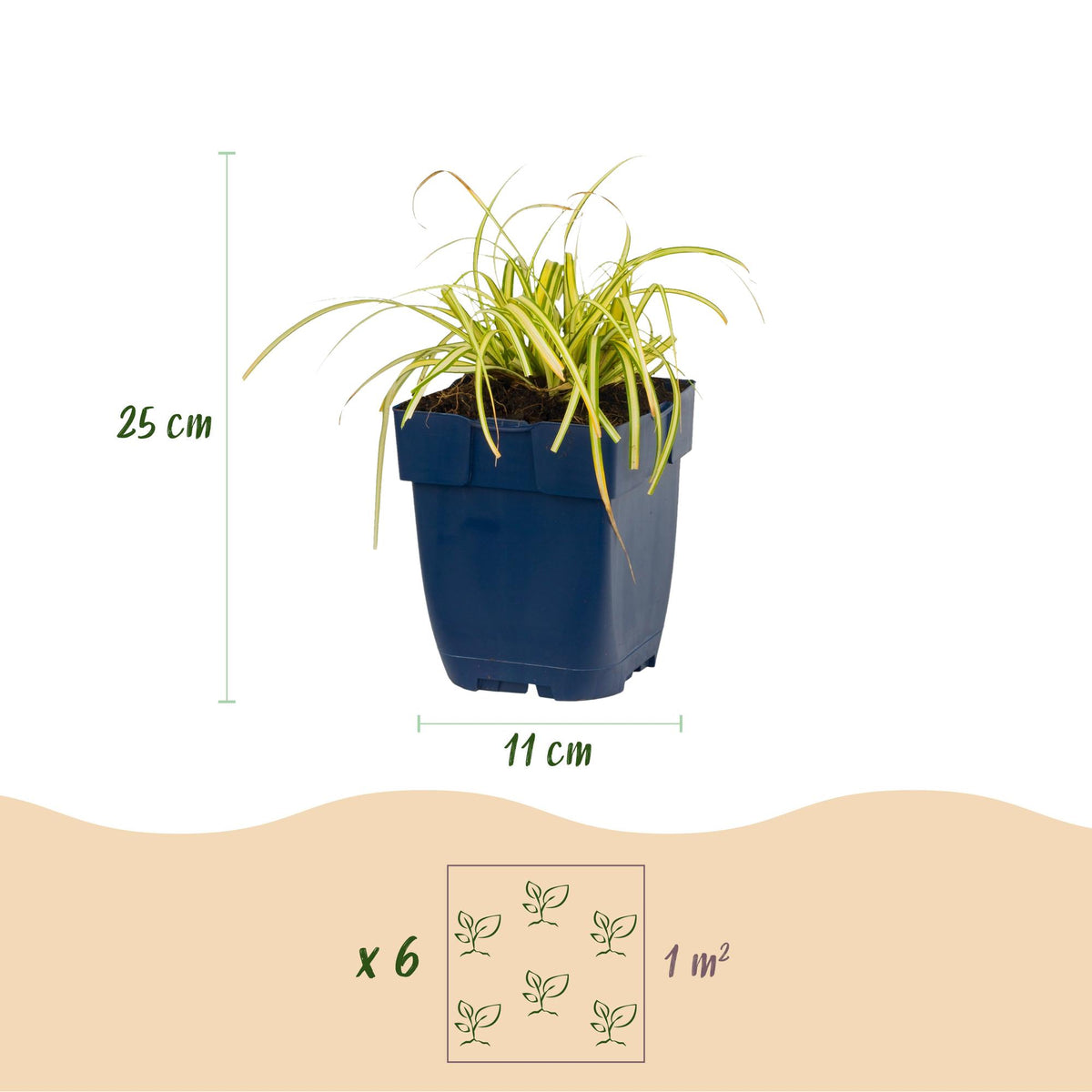 Segge 'Evergreen' – Carex oshimensis 'Evergreen' – 6 Pflanzen – Topf Ø11cm – Staude für Garten & Balkon – Ansicht 3