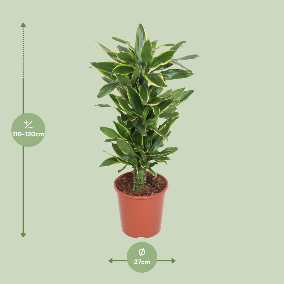 Dracaena Golden Coast - Ø27cm - ↕110cm 