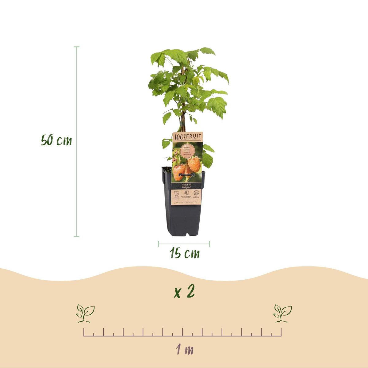 Green boutiQ - Fruit Plant - Rubus idaeus Fallgold - Raspberry Plant - Hardy - Yellow Raspberry - 2 Plants - Pot 15cm - Height 50cm 