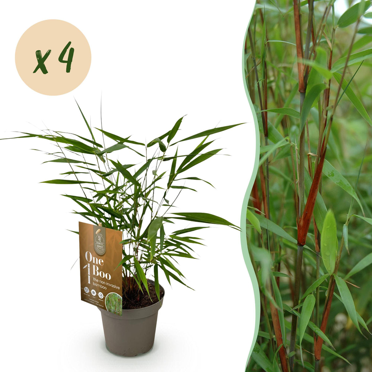 Bambus Fargesia Asian Wonder nicht wuchernder immergrüner Gartenbambus, grüne Sichtschutz Pflanzen, Ø14cm, 35cm hoch 