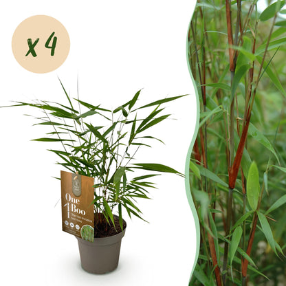Bambus Fargesia Asian Wonder nicht wuchernder immergrüner Gartenbambus, grüne Sichtschutz Pflanzen, Ø14cm, 35cm hoch 