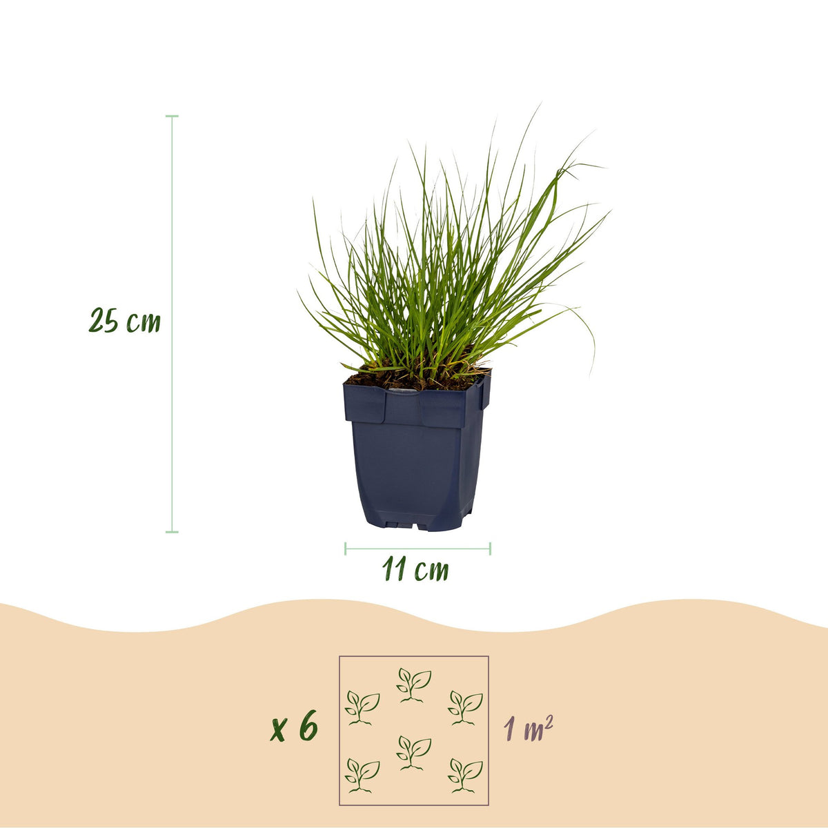 Rutenhirse 'Northwind' – Panicum virgatum 'Northwind' – Topf Ø11cm – Ansicht 3