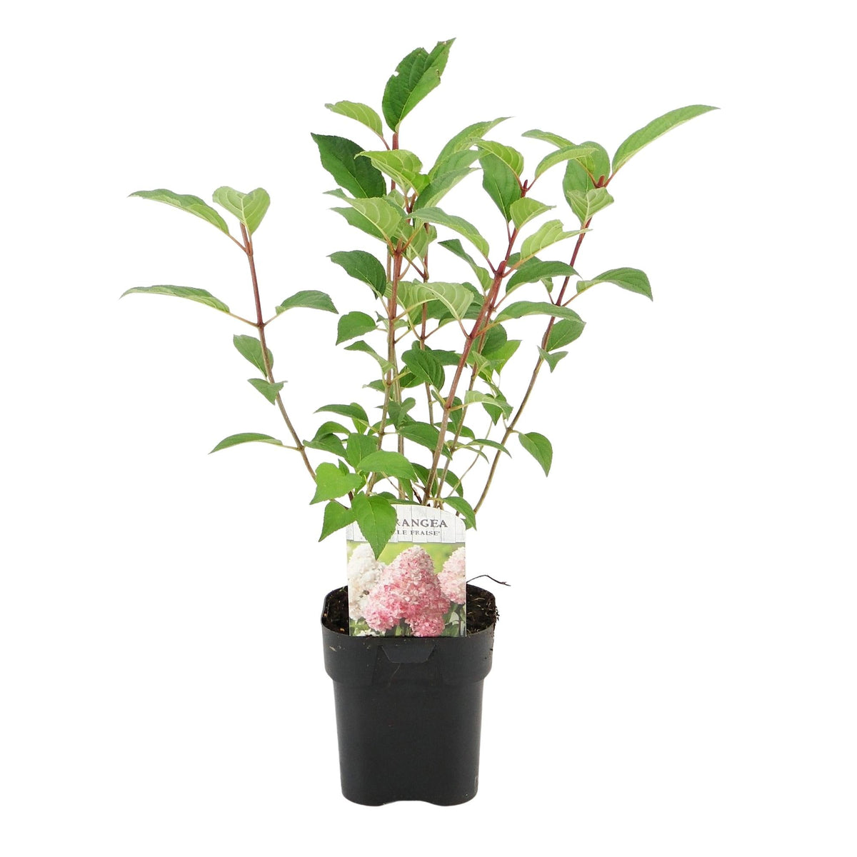 Rispenhortensie – Hydrangea panniculata Vanille Fraise – Blüte Weiß-Rosa – Laubabwerfend – Große Blüten – 17cm – Höhe ca. 50cm 