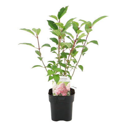 Rispenhortensie – Hydrangea panniculata Vanille Fraise – Blüte Weiß-Rosa – Laubabwerfend – Große Blüten – 17cm – Höhe ca. 50cm 