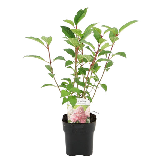 Rispenhortensie – Hydrangea panniculata Vanille Fraise – Blüte Weiß-Rosa – Laubabwerfend – Große Blüten – 17cm – Höhe ca. 50cm 