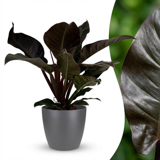 Philodendron Imperial Red Baumfreund 60cm – Zimmerpflanze mit roten Blättern im Potter Grau Übertopf Ø19cm – glänzendes Laub, kompakter Wuchs – pflegeleicht, luftverbessernd für Wohnung & Büro 