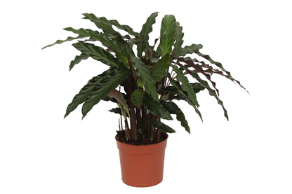 Calathea Elgergrass – Korbmarante – Zimmerpflanze 35cm hoch – Ø12cm – Schmale gewellte Blätter – Pflegeleicht & luftreinigend – Ideal für Bad, Küche & Wohnraum 