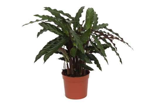 Calathea Elgergrass – Korbmarante – Zimmerpflanze 35cm hoch – Ø12cm – Schmale gewellte Blätter – Pflegeleicht & luftreinigend – Ideal für Bad, Küche & Wohnraum 