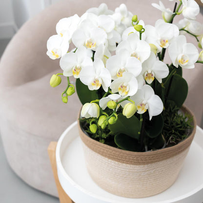 Kolibri Orchids | weißes Pflanzenset im Baumwollkorb inkl. Wassertank | drei weiße Orchideen Amabilis 9cm und drei Grünpflanzen | Dschungelstrauß weiß mit autarkem Wassertank 