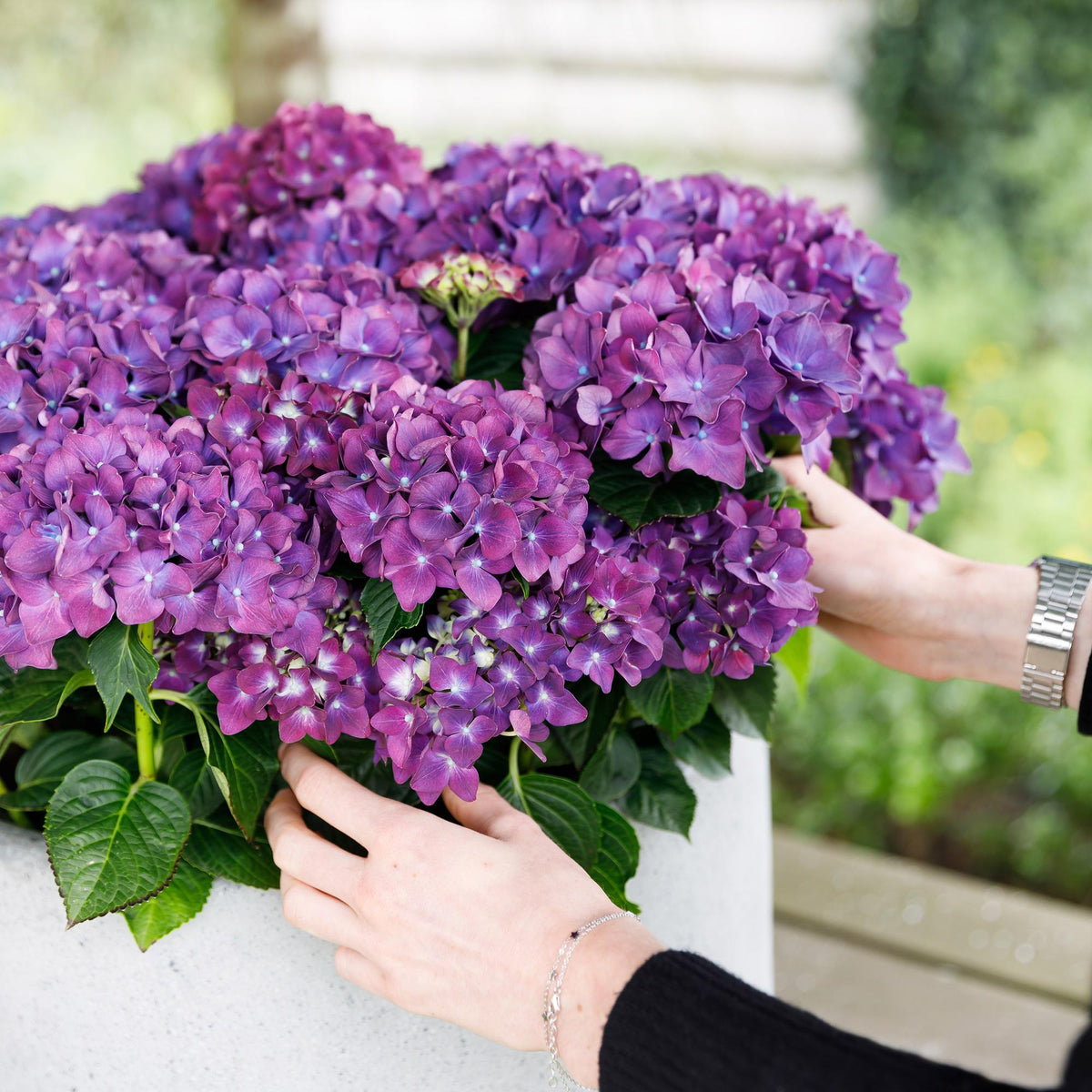Hortensie Forever & Ever Lila – Hydrangea macrophylla – Lila – Balkonpflanze – Im 23 cm Topf – Ca. 55 cm hoch – 7–12 Blüten – Für Balkon, Terrasse & Beet – Robust & Langblühend 