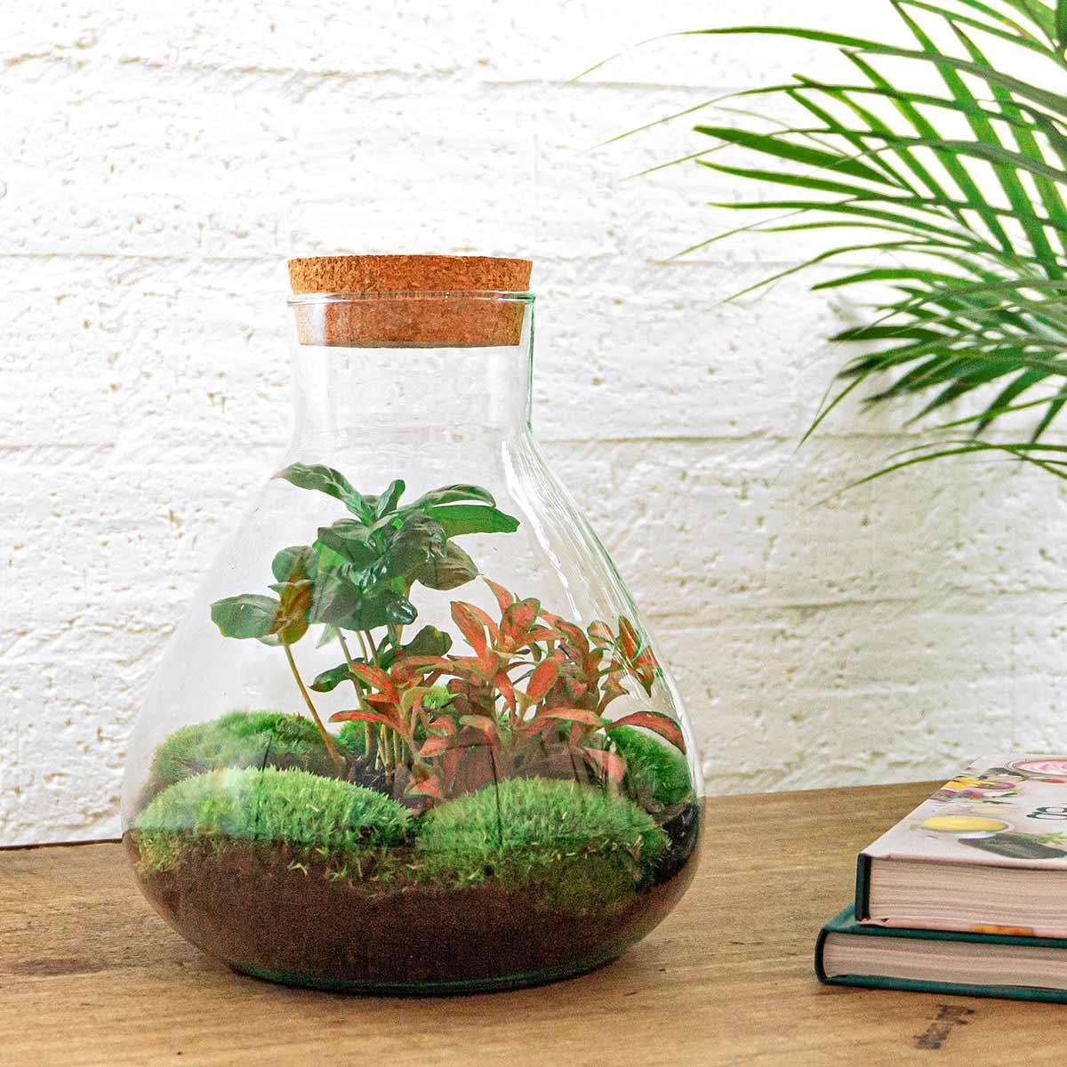 Flaschengarten Sammie Coffea – DIY Bausatz Terrarium – ↕26cm – Do-It-Yourself Pflanzen-Set mit Korkdeckel – Autarkes Mini-Ökosystem – Inkl. Coffea Arabica, Fittonia & Moos – Für Zuhause & Büro 