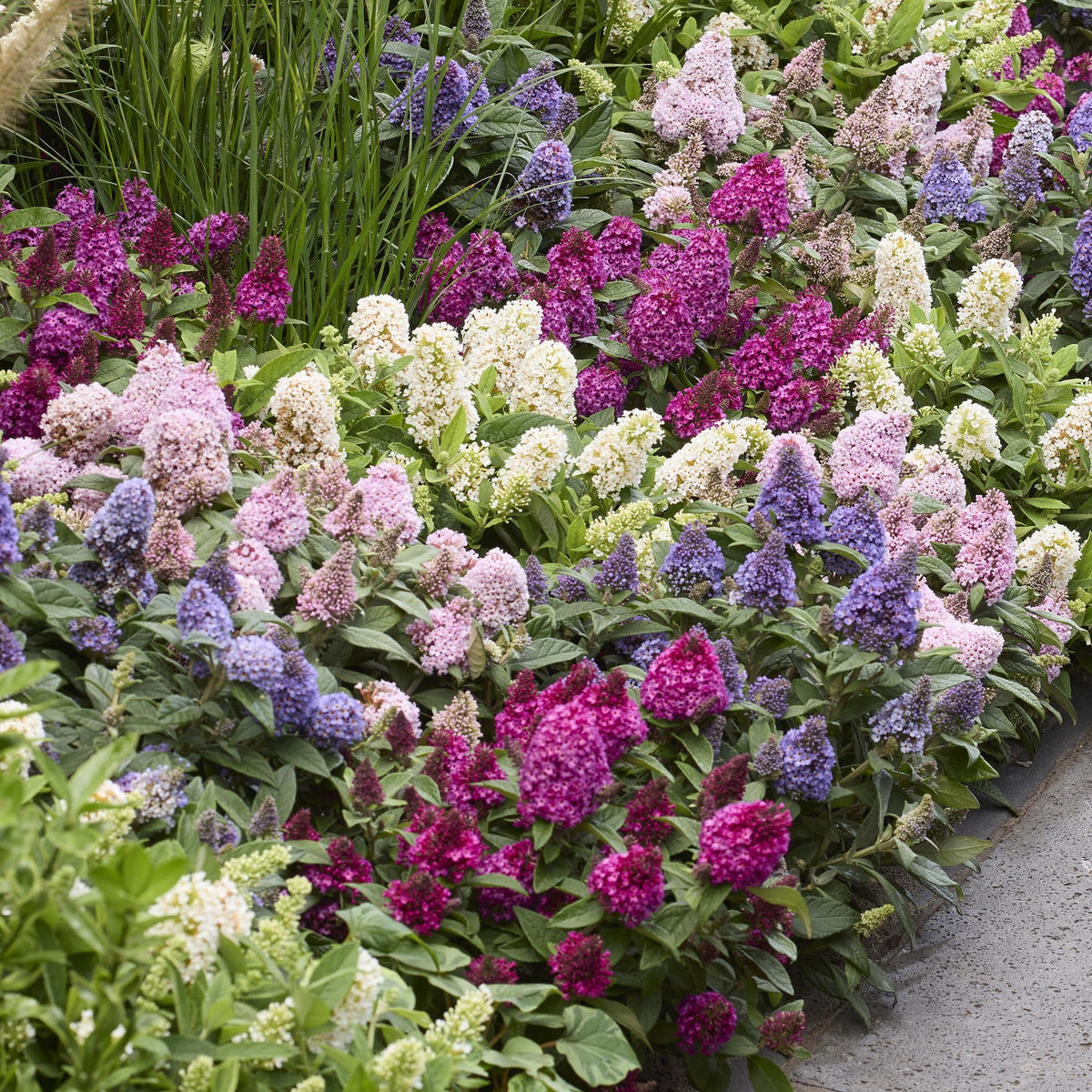 Green boutiQ - Gartenpflanze - Buddleja davidii Butterfly Candy Little Ruby - Schmetterlingsstrauch - Kompakt - Rot - 1 Pflanze - Topf 12cm - Höhe 20-25cm 