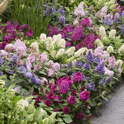 Green boutiQ - Gartenpflanze - Buddleja davidii Butterfly Candy Little Ruby - Schmetterlingsstrauch - Kompakt - Rot - 1 Pflanze - Topf 12cm - Höhe 20-25cm 