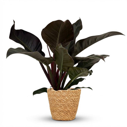 Philodendron Imperial Red Baumfreund 60cm – Zimmerpflanze mit roten Blättern im Korb Ø19cm – glänzendes Laub rot bis dunkelgrün – pflegeleicht für Wohnung & Büro, ideal bei Halbschatten, moderat gießen 