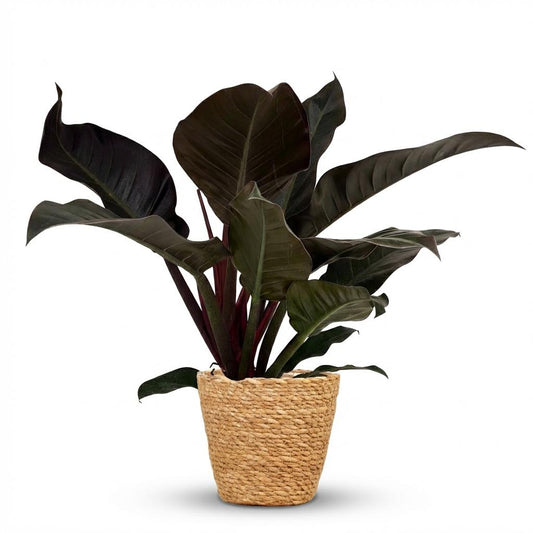 Philodendron Imperial Red Baumfreund 60cm – Zimmerpflanze mit roten Blättern im Korb Ø19cm – glänzendes Laub rot bis dunkelgrün – pflegeleicht für Wohnung & Büro, ideal bei Halbschatten, moderat gießen 