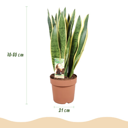 Green boutiQ - Zimmerpflanzen - Sansevieria Laurentii - Schwiegermutterzunge - Wenig Pflege - Grün - Gelb - 1 Pflanze - Topf 21cm - Höhe 70-80cm 