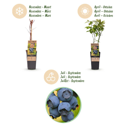 Green boutiQ - Fruit Plant - Vaccinium corymbosum Patriot - Blueberry - Hardy - Blue Berry - 2 Plants - Pot 15cm - Height 50cm 