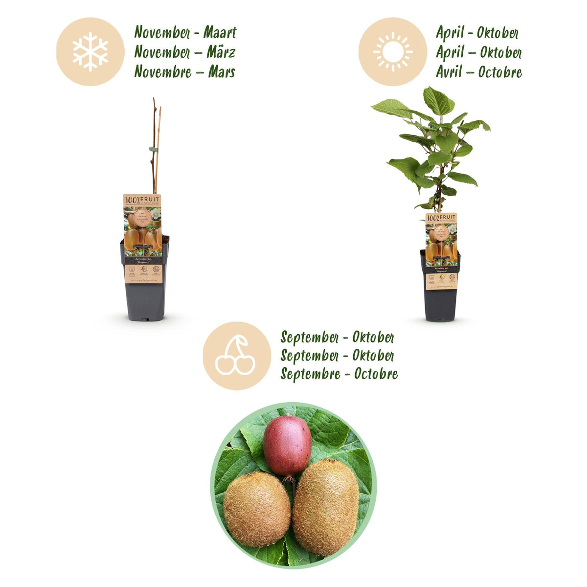 Green boutiQ - Fruit Plant - Actinidia Weiki & Hayward, Ken's Red, Golden Kiwi - Kiwi Plant - 1 Male - 3 Female - Plants - Green-Red-Yellow - Pot 15cm - Height 50cm 