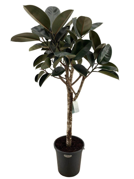 ficus elastica burgundy - 180 cm 
