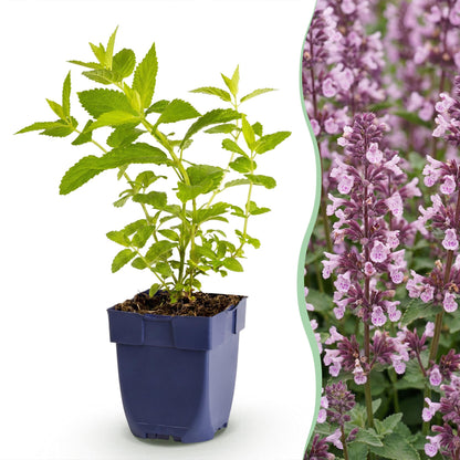 Katzenminze 'Wild Orchid' – Nepeta sibirica 'Wild Orchid' – 6 Pflanzen – Topf Ø11cm