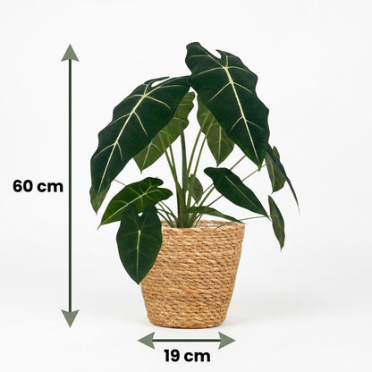 Green boutiQ - Zimmerpflanze - Elefantenohr - Alocasia Frydek - Grün - Pflegeleicht - 1 Pflanze - mit Korb - Topf 19cm - Höhe 60cm 