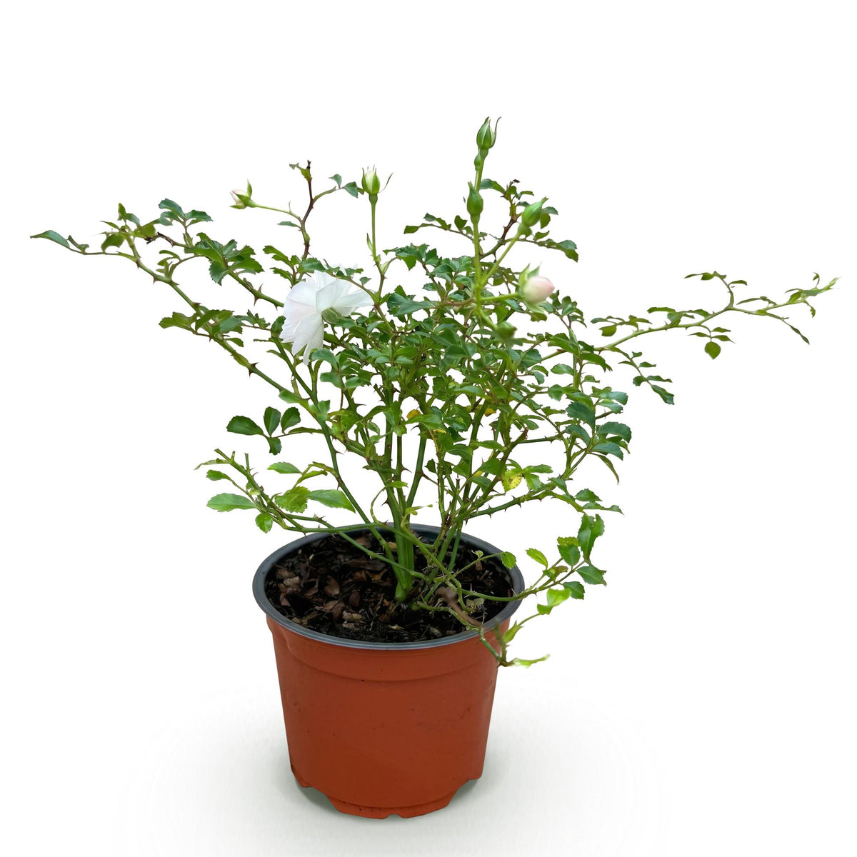 Green boutiQ - Gartenrose - Rosa White Fairy - Rose - Winterhart - Weiß - 1 Pflanze - Topf 12cm - Höhe 20-25cm 