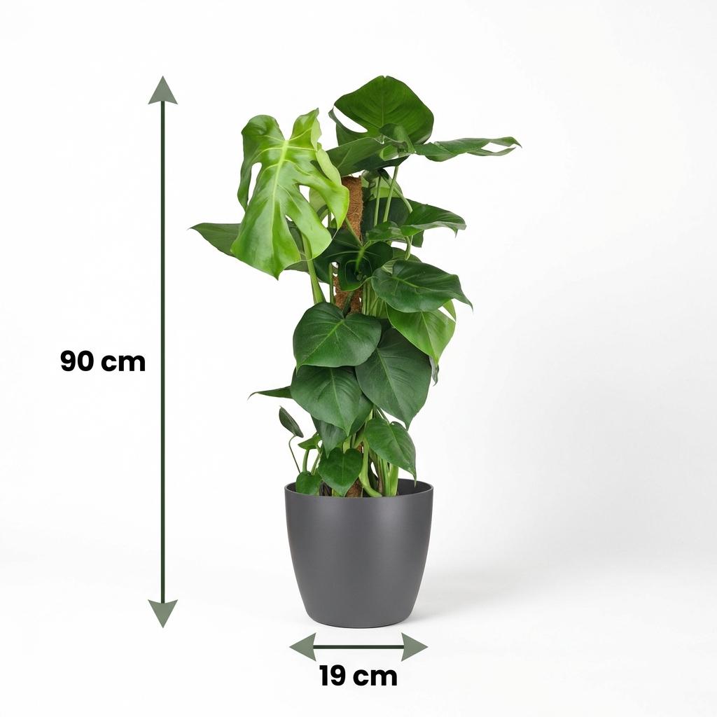 Green boutiQ - Zimmerpflanze - Fensterblatt - Monstera Deliciosa Moosstab - Grün - Pflegeleicht - 1 Pflanze - mit Potter Grau - Topf 19cm - Höhe 90cm 