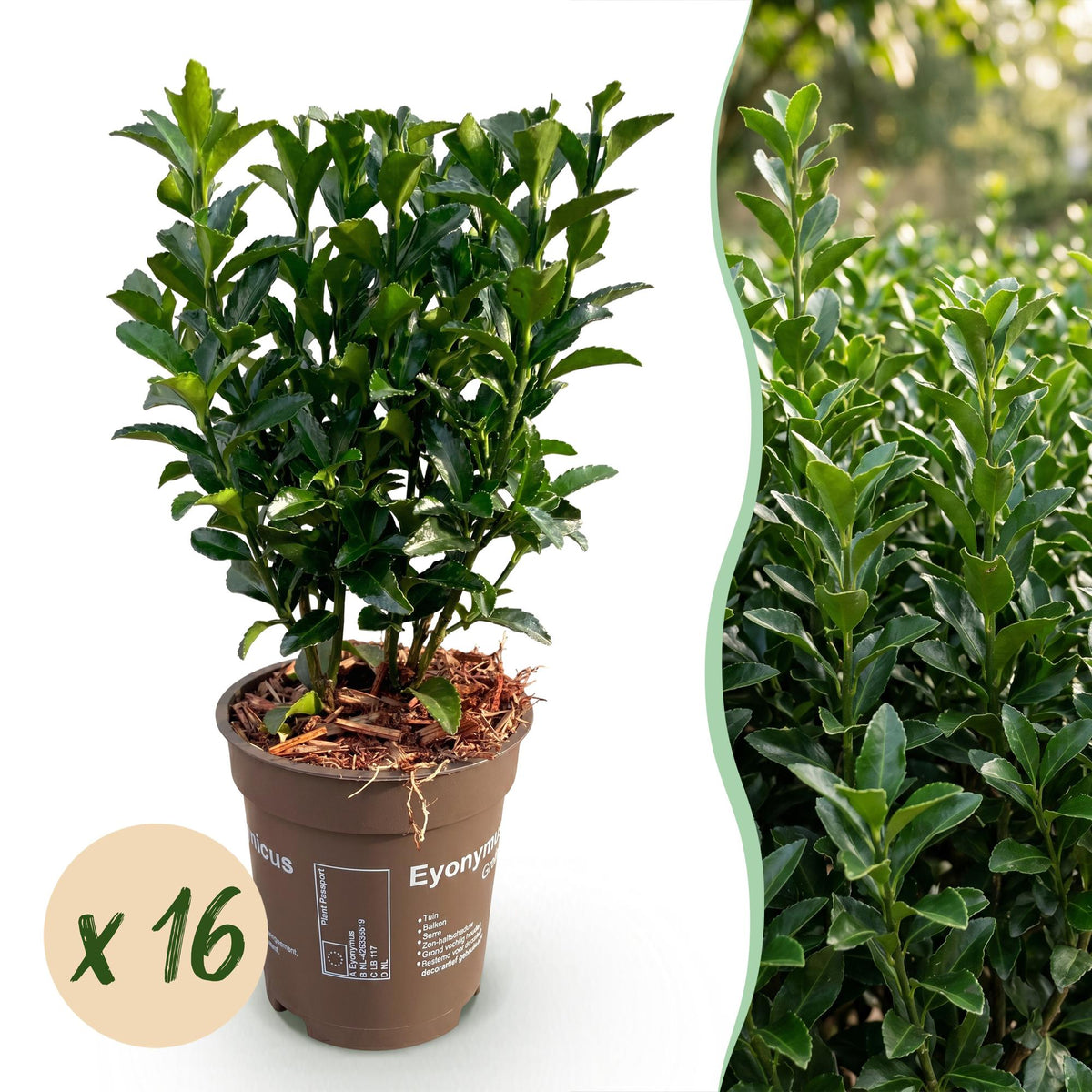 Pfaffenhütchen – Euonymus japonicus 'Green Spire' – 16 Heckenpflanzen – Topf Ø9cm – Höhe 20-25cm