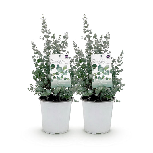 Eukalyptusbaum Eucalyptus gunnii – 2 Pflanzen – Winterhart – Terrassenpflanze – Grau – Topf Ø17 cm, Höhe ca. 40 cm – Duftende & pflegeleichte Garten- und Balkonpflanze 