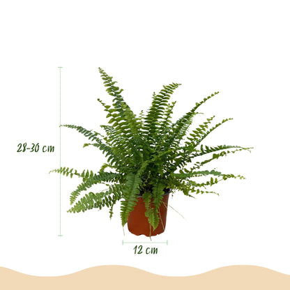 Green boutiQ - Zimmerpflanze - Nephrolepsis exaltata Green Lady - Farn - Haustierfreundliche Pflanze - Grün - 2 Pflanzen - mit Potter Weiß - Topf 12cm - Höhe 25cm 