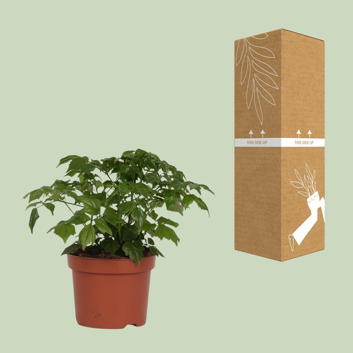 Zimmeresche Radermachera Sinica – Zimmerpflanze – Ø12cm – ↨27cm – Elegante, pflegeleichte Grünpflanze 