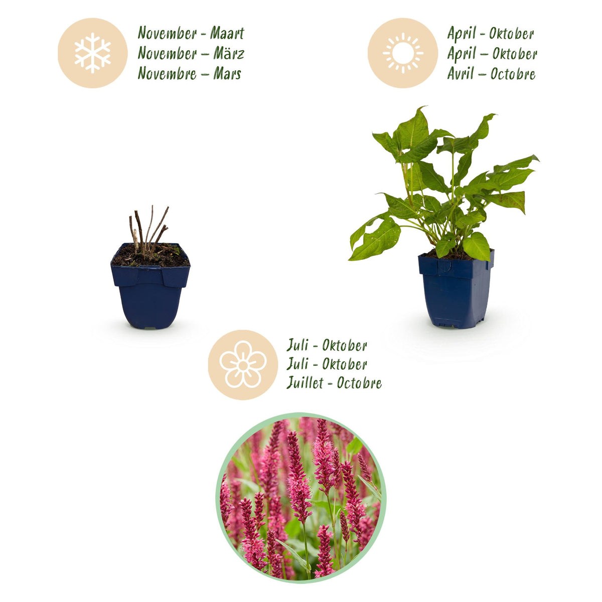 Knöterich – Persicaria amplexicaulis – Topf Ø11cm – Bienenfreundliche Staude für Garten & Balkon – Ansicht 4