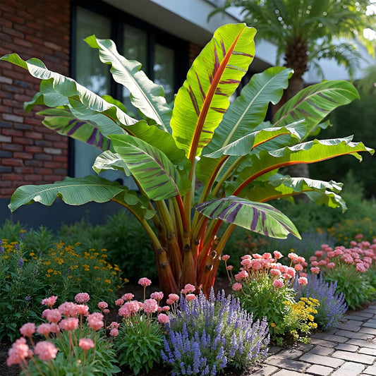 Bananenpflanze Musa sikkimensis Red Tiger – 2 Pflanzen – Tropische Gartenbanane – Ø12 cm, Höhe ca. 30 cm – Exotischer Blickfang für Beet, Balkon & Terrasse 