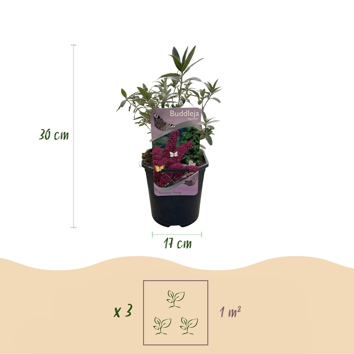 Schmetterlingsstrauch Buddleja davidii Royal Red – Rote Blüten – Laubabwerfend – Schmetterlingsfreundlich – 17 cm Höhe 25 cm 