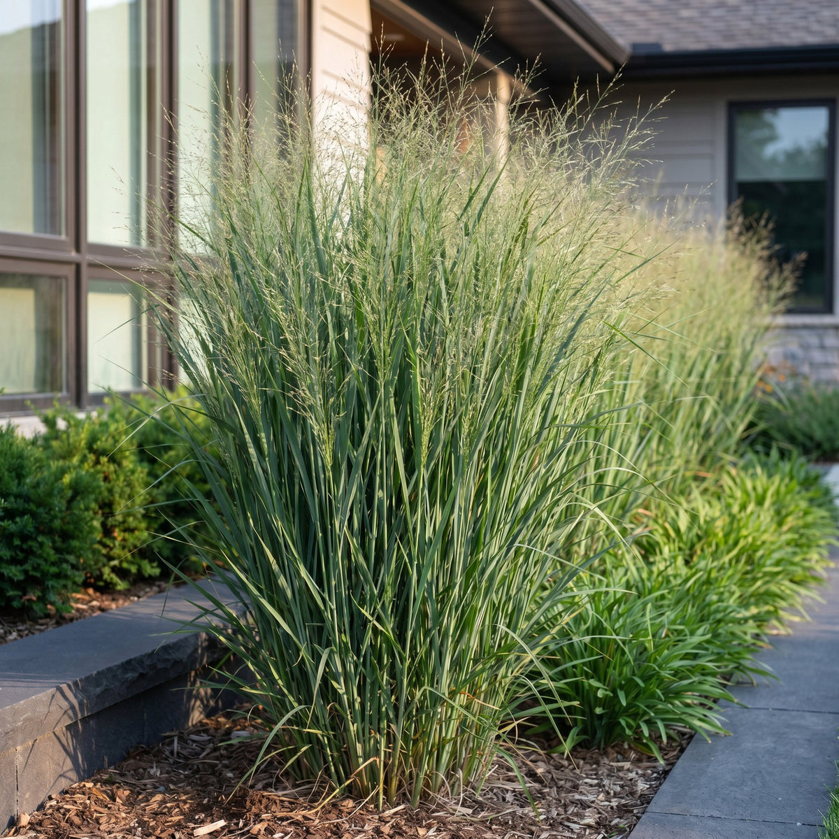 Rutenhirse 'Northwind' – Panicum virgatum 'Northwind' – Topf Ø11cm – Ansicht 6