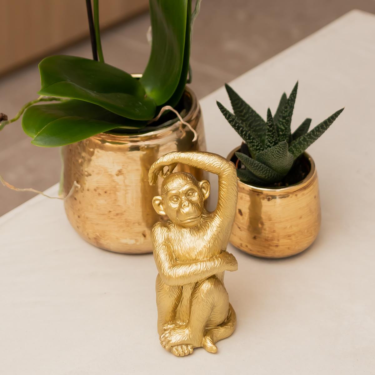 Weiße Phalaenopsis Orchidee Amabilis – Luxuriöser Ziertopf Gold Ø9cm – 40 cm hohe blühende Zimmerpflanze – Frisch vom Züchter 