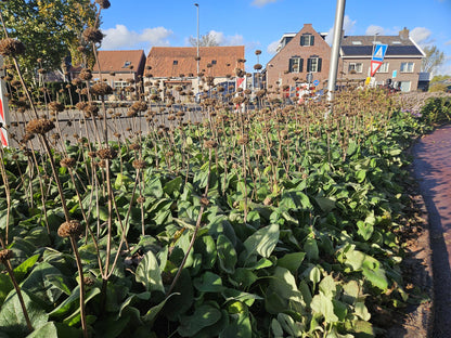 Russel Brandkraut Phlomis russeliana – ↕10-25cm – Ø9cm – Winterhart & Bienenfreundlich – Ansicht 22
