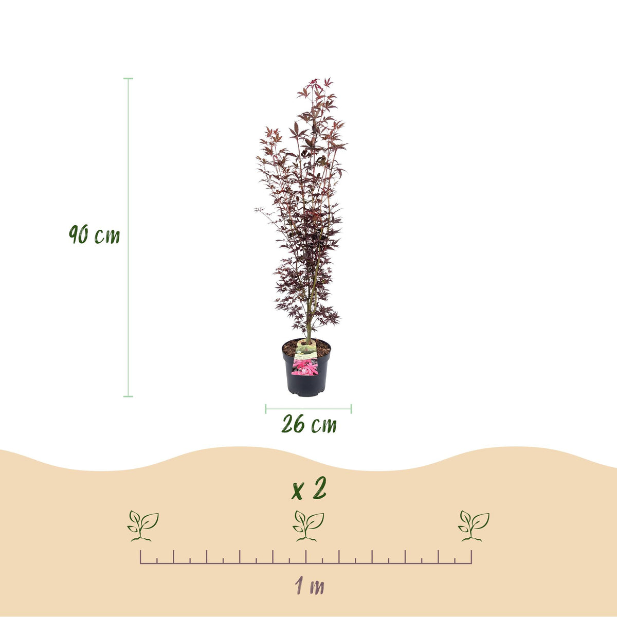 Green boutiQ - Gartenpflanze - Acer palmatum Atropurpureum - Japanischer Ahorn - Laubabwerfend - Lila - 1 - Topf 26cm - Höhe 90cm 