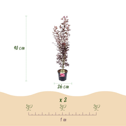 Green boutiQ - Gartenpflanze - Acer palmatum Atropurpureum - Japanischer Ahorn - Laubabwerfend - Lila - 1 - Topf 26cm - Höhe 90cm 