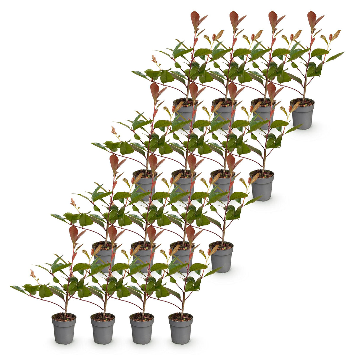 Glanzmispel 'Red Robin' – Photinia fraseri 'Red Robin' – 16 Heckenpflanzen – Topf Ø9cm – Höhe 25-35cm – Ansicht 2