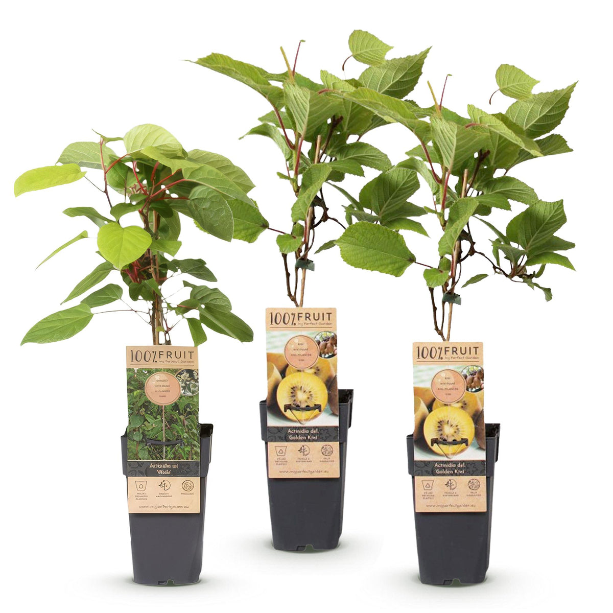 Green boutiQ - Obstpflanze - Actinidia Weiki & Golden Kiwi - Kiwi-Pflanze - 1 Männlich - 2 Weiblich - Pflanzen - Gelb - Topf 15cm - Höhe 50cm 