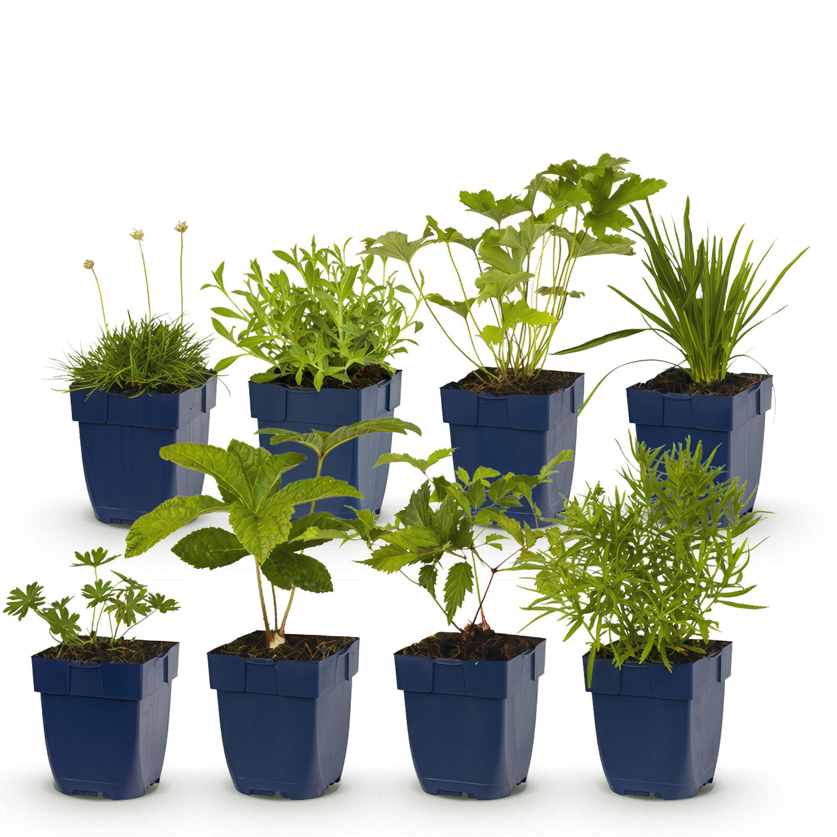 Staudenset – Weiß – 6 weiße Blühstauden – Für 1 m² Beet – Pflegeleicht – Eleganter Blütenteppich – Für sonnige Standorte – Ø11 cm